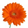 ねーやん🧡 profil fotoğrafı