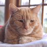 Dank Kat's profile picture