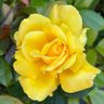 Фото профиля G G Nix