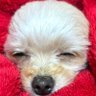 Profilbild von ジャグ蔵🦍🇯🇲