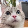 Pianist K profil fotoğrafı