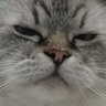 niyo & minjie's profile picture