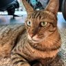Super cat's profile picture
