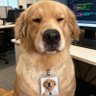 Lodge's profile picture