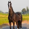 M۔NAWAZ🇵🇰 profil fotoğrafı