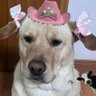 Hija de Ponchendy #RojosPorSiempre ❤️ 🇲🇽's profile picture