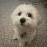 Sir Geronimo Buttmunch's profile picture