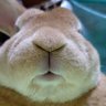 Profilbild von ごごんた