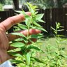 Фото профиля Lemon Veebena
