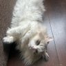 ぽれ 的头像