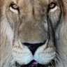 निकेश profil fotoğrafı