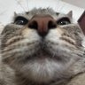 papoi carp's profile picture