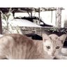 Фото профиля Jib's mom