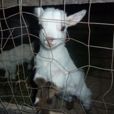 pulga's profile picture