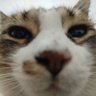 biggie's profile picture