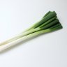 Фото профиля あの時助けて頂いたネギです。