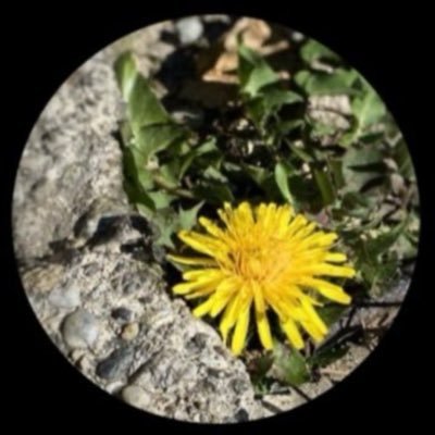 Ciribina²⁸ ×͜×'s profile picture