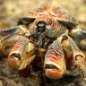 the inevitable coconut crab's profile picture