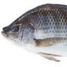 Fish Man45 profil fotoğrafı