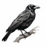 Pete Stephan III's profile picture