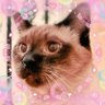 リボン🐈🎀2nd profil fotoğrafı