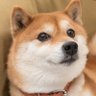 カルビ 的头像