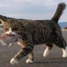ふむふむ 的头像