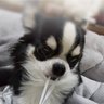 Yoshie Takahashi's profile picture