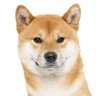 ããã®ãå's profile picture