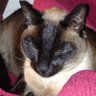 Profilbild von Quilter Cat Lady