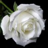Rosa Alba's profile picture