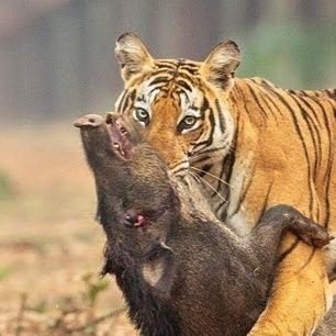 மகிழ் மாறன்'s profile picture