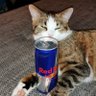 Profilbild von Gato da Redbull