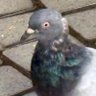 都会の鳩愛好家 的头像