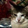 poochie's profile picture