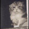 Dash's profile picture