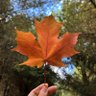 leoncanadaman profil fotoğrafı