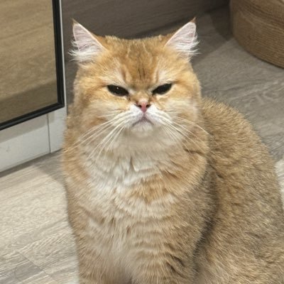 snowflake ❄️'s profile picture