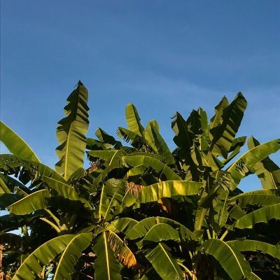 kalanzi_'s profile picture