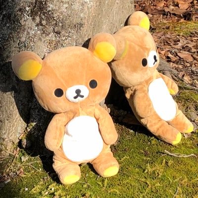 KumanoBonta's profile picture