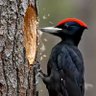 Profilbild von Woodpecker