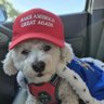 d gal 🇺🇸's profile picture