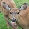 🦌 the real deer whisperer 🦌 profil fotoğrafı