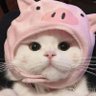 ตัวเล็ก&🐷🐥 profil fotoğrafı