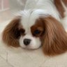 Ilan Avi… profil fotoğrafı