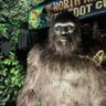 Profilbild von skunkape