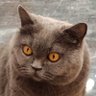 Фото профиля Ryutaros