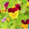 ヴィオラ（Viola）@INTO1 profil fotoğrafı