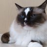 Profilbild von うさぎまる◉ω◉