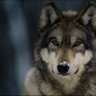 Wolf Man 的头像
